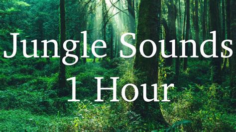 Jungle Sounds (1 Hour) - YouTube