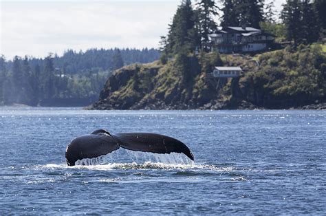 Wildlife Viewing - Tourism Vancouver Island