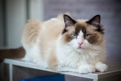 Características del gato ragdoll