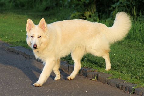 White Long Haired German Shepherd | Dog German Shepherds