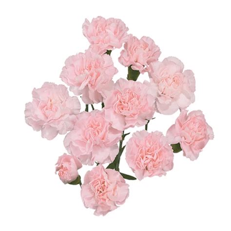 Carnation Mini Light Pink - Flowers & Services