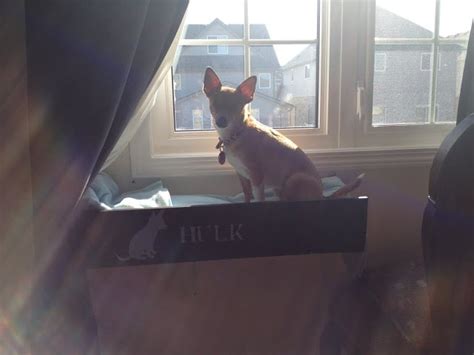 DIY dog window perch with steps - IKEA Hackers