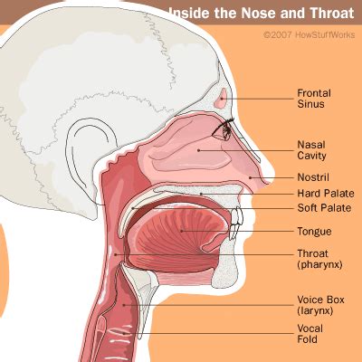 Ear Nose And Throat Connection Diagram - Wiring Diagram