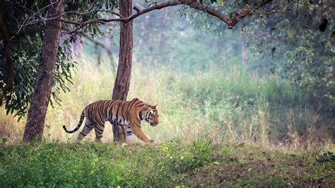 Look Back at Nearly 50 Years of Tiger Conservation in India | Virtuoso