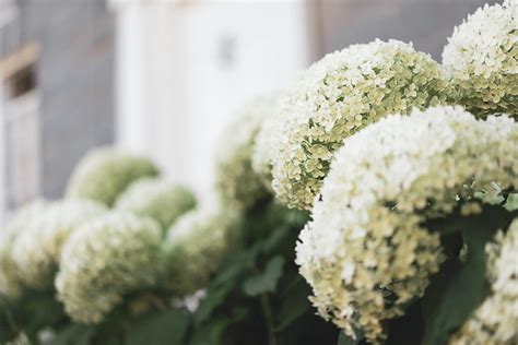 White Hydrangea Hortensia Photograph by Tim Kahane - Fine Art America