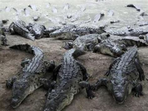 Jamaica……look out for stray crocodiles — NEPA – www.IrieDale.com