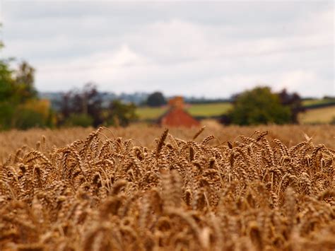 Wheatfields near Hay on Wye | mattappleby | Flickr