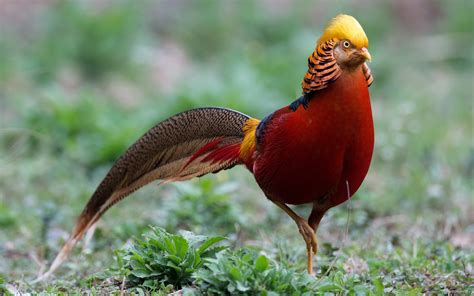 Stunning Golden Pheasant HD Wallpaper