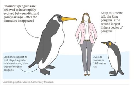 Human-Size Penguins Used To Be A Thing | Unofficial Networks