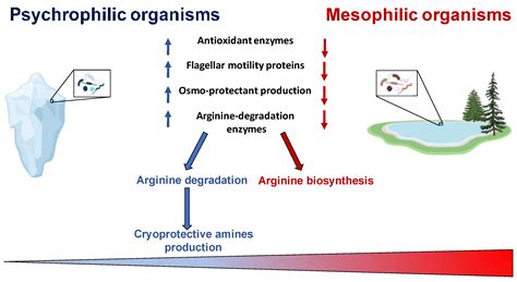 Psychrophilic Bacteria