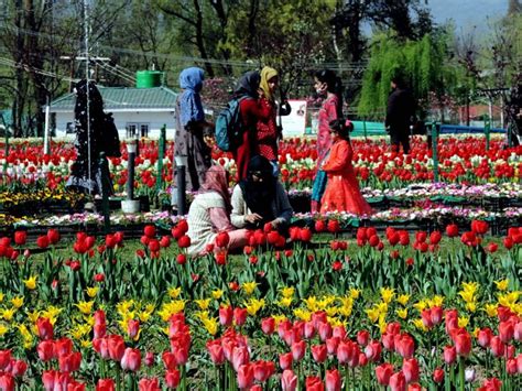 Tulip Festival in Kashmir | NotInTown