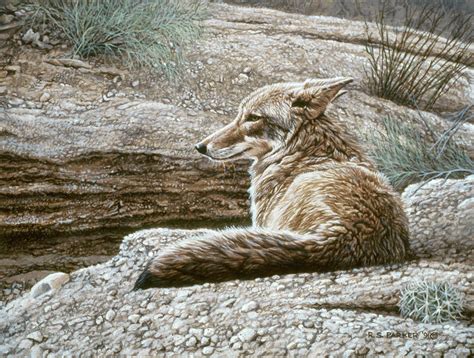 Resting Coyote Painting by Ron Parker - Fine Art America