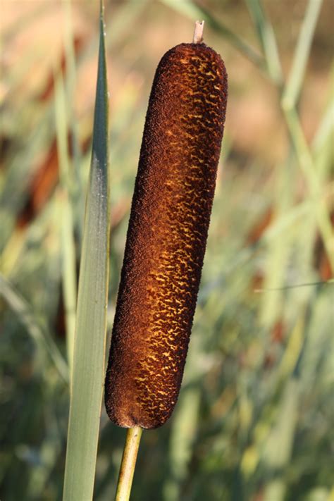 Healing Weeds: Cattail