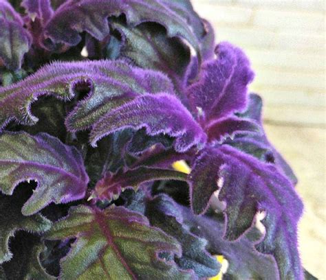 Purple Passion Plant (Gynura Aurantiaca) - Growing Purple Velvet Plants