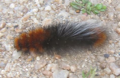 Banded Woolly Bear Caterpillar | Project Noah