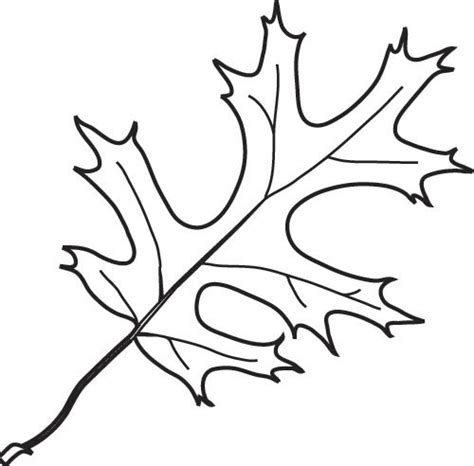 Free Picture Of Oak Leaves, Download Free Picture Of Oak Leaves png ...