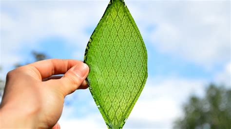 Man-made 'breathing' leaf is an oxygen factory for space travel - CNET