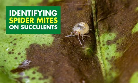 Identifying Spider Mites on Succulents and How to Get Rid of Them ...