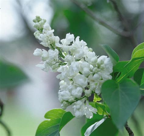 Lilac, Common White - A+ Garden Center | Duluth, Minnesota | Plants, Trees, Shrubs, Flowers ...