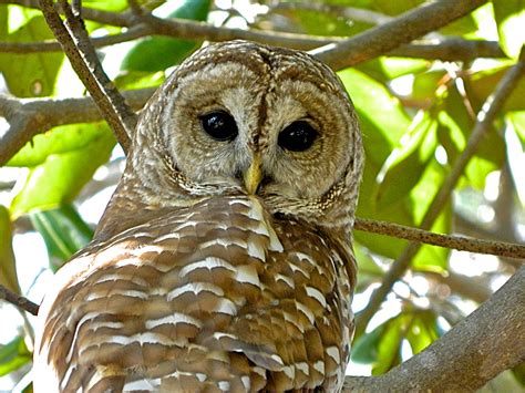 Barred Owl – Niceville Florida- Guest Post – Ruth E. Hendricks Photography