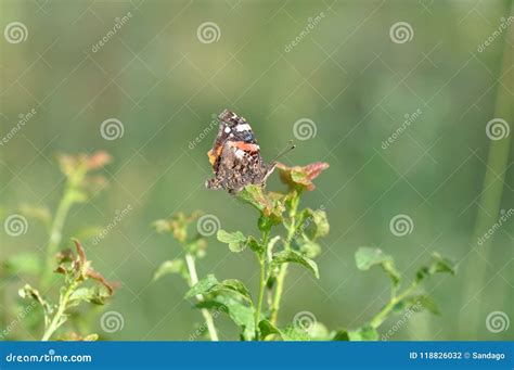 Red Admiral Butterfly Detail Stock Photo - Image of didyma, animal: 118826032