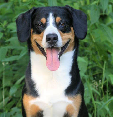 Pin on Entlebucher Mountain Dogs