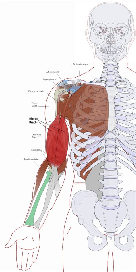 Biceps Brachii - Functional Anatomy - Integrative Works