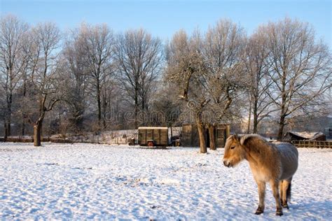 Brown horse in the snow stock image. Image of animal - 23228723