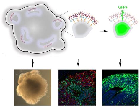 Brain Organoids to Study the Developing Human Brain - Advanced Science News