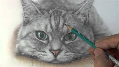 How To Draw Cat Fur With Colored Pencil : Pencil Colored Drawings ...