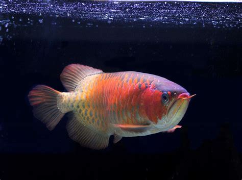 21 Most Expensive Fish In The World: Pricier Options For Your Fish Hobby