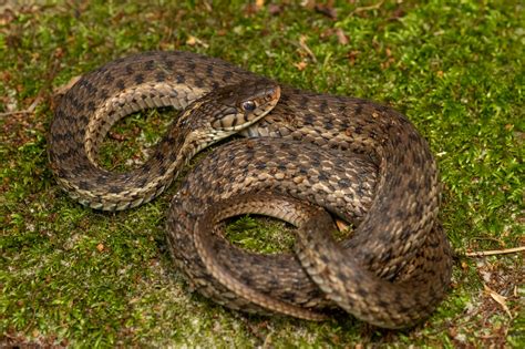 Common Gartersnake | South Carolina Partners in Amphibian and Reptile Conservation