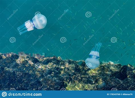 Beautiful Glowing Blue Jellyfish in Blue Water Sea with Little Fish Background Stock Photo ...