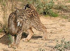 Lynx pardinus - Wikimedia Commons