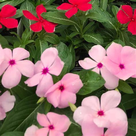 Annual Vinca — Green Acres Nursery & Supply