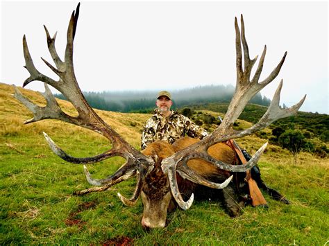 The Ultimate Guide to Red Deer Hunting Adventures with Professional ...