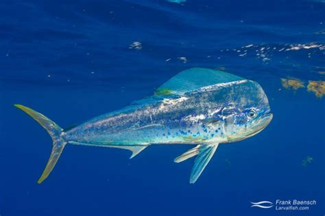 Dolphinfish Life Stages - Frank Baensch