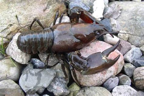 Crayfish and carp ‘among invasive species pushing lakes to ecosystem ...