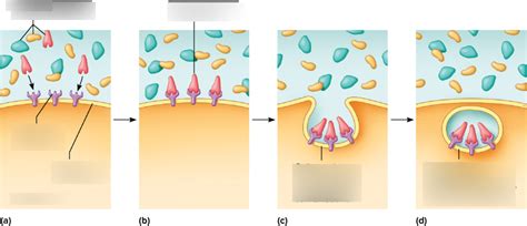 Receptor-Mediated Endocytosis Diagram | Quizlet