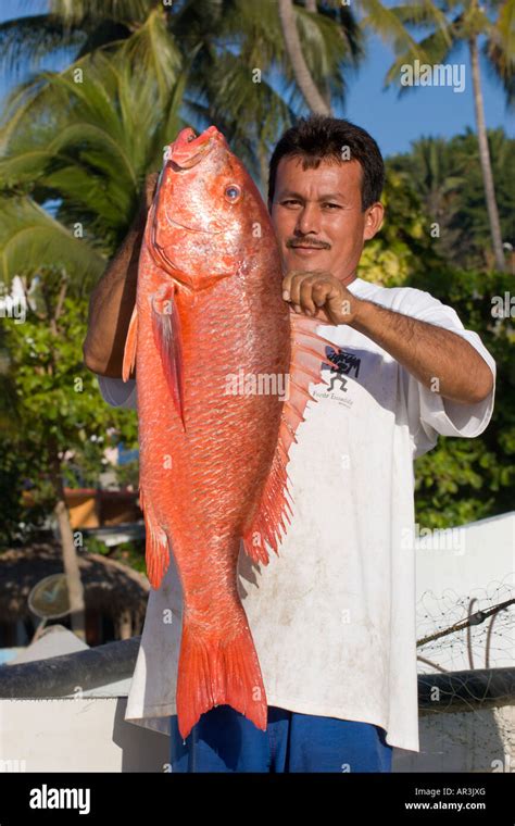 Pargo fish hi-res stock photography and images - Alamy