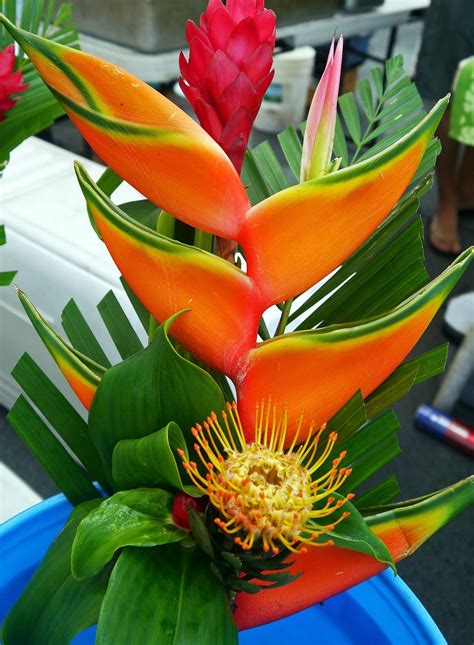 Tropical flowers: Hawaiian red ginger, heliconia and pincushion #Hawaii | Tropical flowers ...