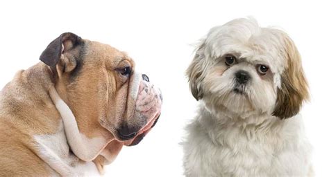 Bulldog Shih Tzu Mix - What Kind Of Dog Should You Expect?