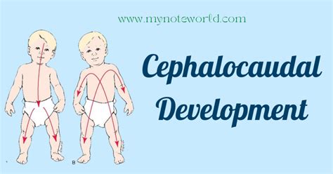 Cephalocaudal Development: Complete Guide With Example