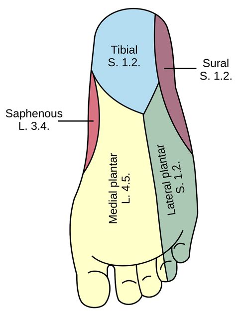 Cutaneous innervation of the lower limbs - Wikipedia