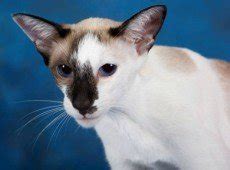 Oriental Shorthair Cat Breeders List