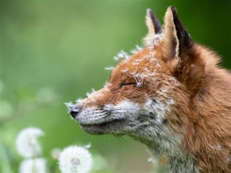 Las mejores fotos de la naturaleza salvaje británica en el 2023 - Todo ...