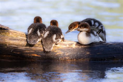 Common Merganser Ducklings on log | David Burt | Flickr