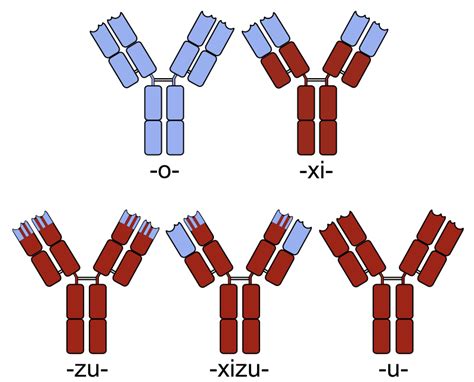 Difference Between Chimeric and Humanized Antibody | Compare the Difference Between Similar Terms