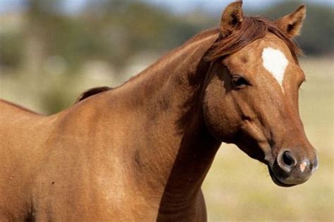 Galiceno - horse breeds | Reining horses, Horse barns, Horse breeds