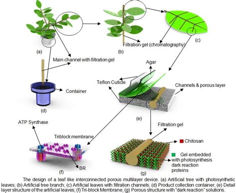 Photosynthesis, Artificial tree, Chitosan